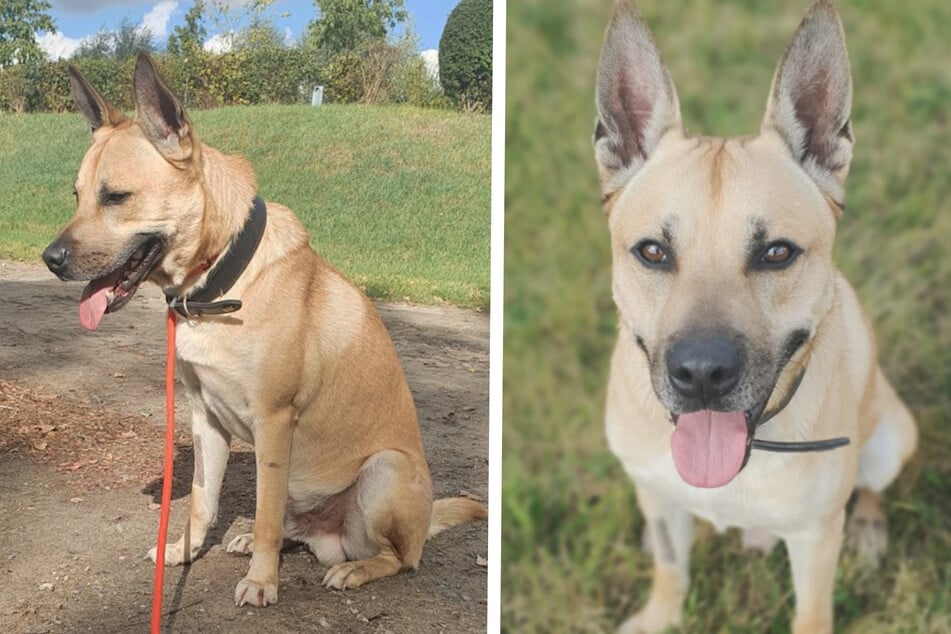 Hast du ein Herz für Malinois-Mix Snacks (10) aus dem Berliner Tierheim?