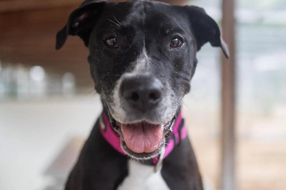 American-Staffordshire-Terrier-American-Pitbull-Mischlingshündin Latischa ist derzeit im Hamburger Tierheim untergebracht.