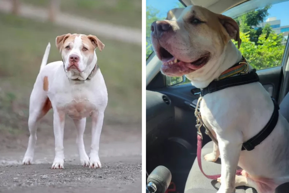 After years of looking for a new family, this shelter dog finally got a lucky break.