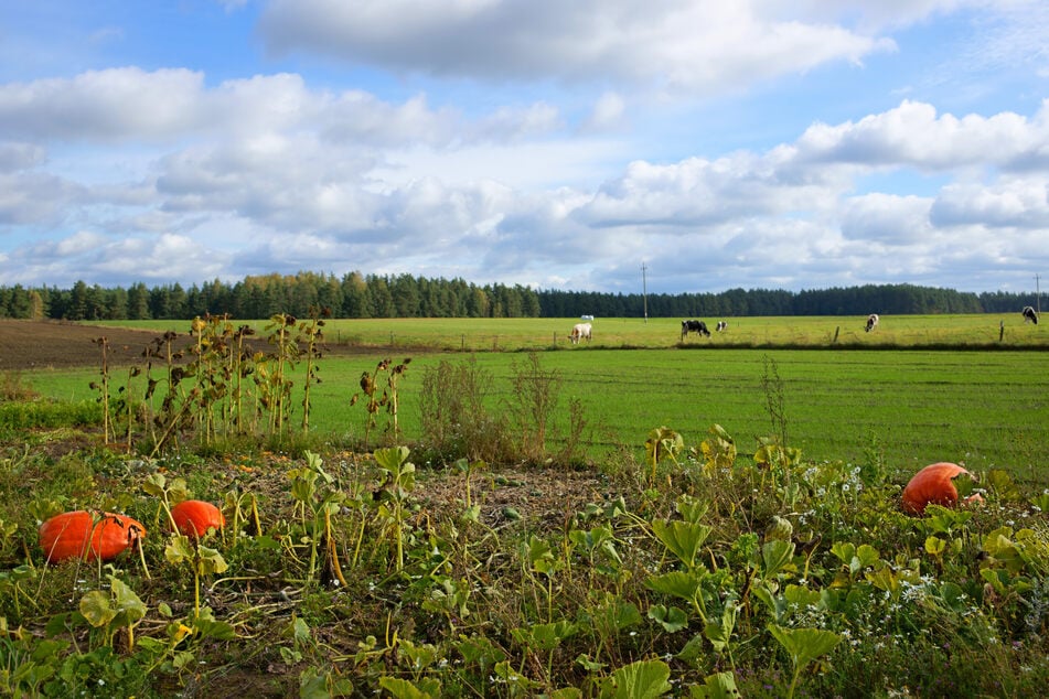 Riesenkürbis züchten: Für besonders große Kürbisse sollte man die Früchte an der Pflanze reduzieren.