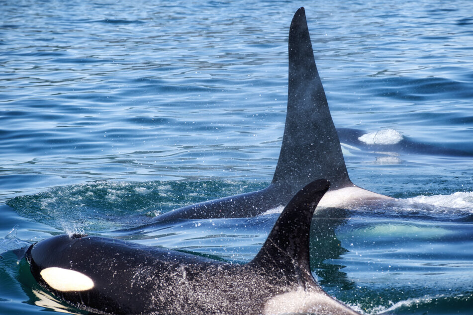 Orcas in this area are considered endangered.
