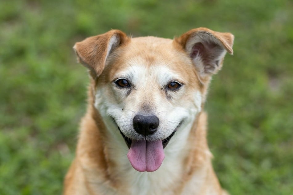 Dogs pull back the corners of their mouths when they are happy or want to give off "pleasing" behavior to their owners.