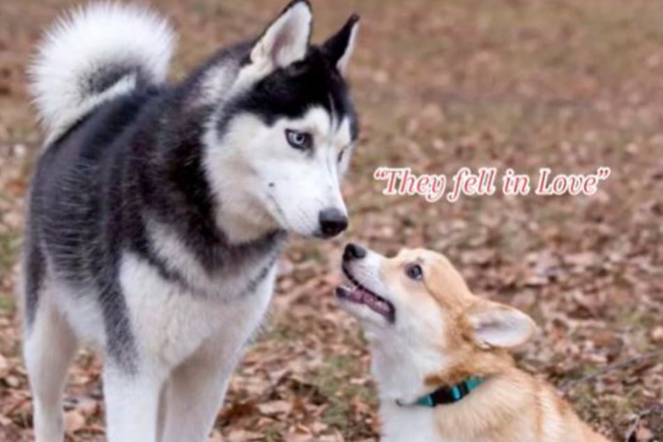 A husky dad and corgi mom produced the perfect mix: horgies!