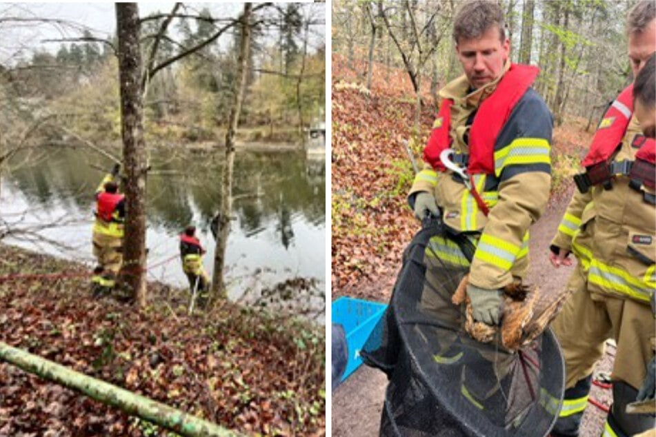 Dank des schnellen Eingreifens der Stuttgarter Wasserrettung konnte das Tier in einer aufwendigen Aktion gerettet werden.