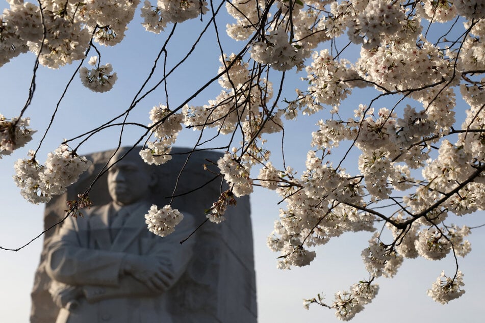 Climate change brings trouble for Washington's beloved cherry blossom festival