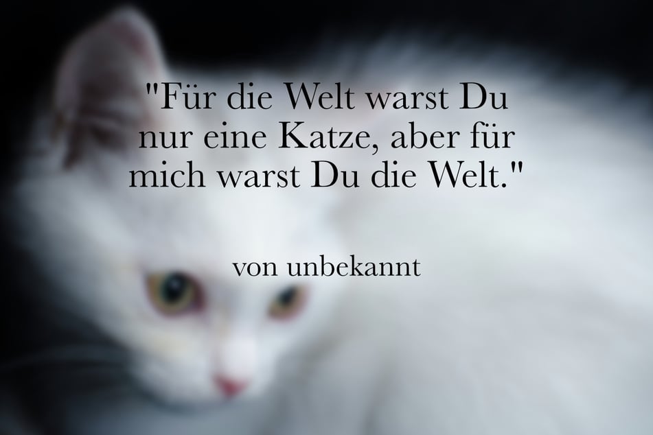 Von einer geliebten Katze kann man sich mit diesem Spruch verabschieden.