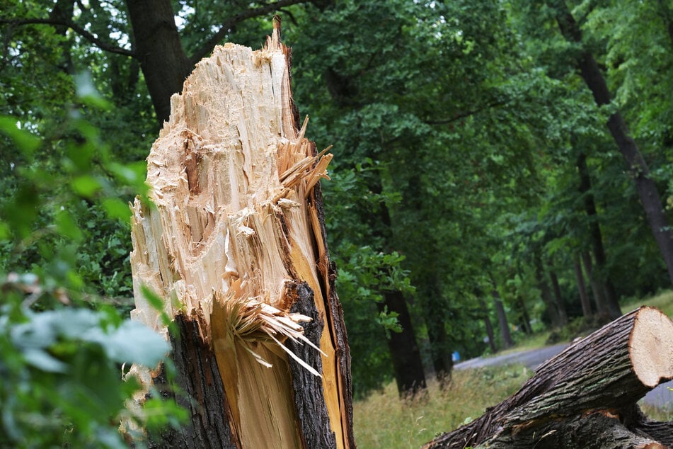 Das Unwetter richtete auch in Brandenburg Schäden an.