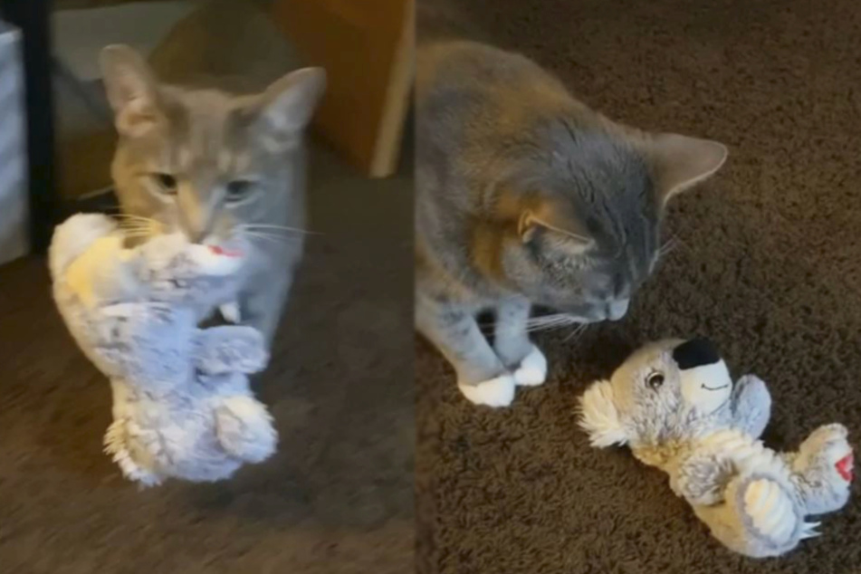 Liebevolle Geste: So tröstet Kater Finn seine Besitzer.