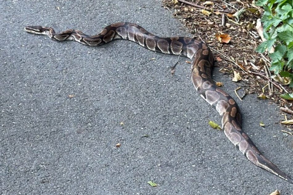 Ein Spaziergänger entdeckte die Königspython an einem Kanalufer in Rendsburg.
