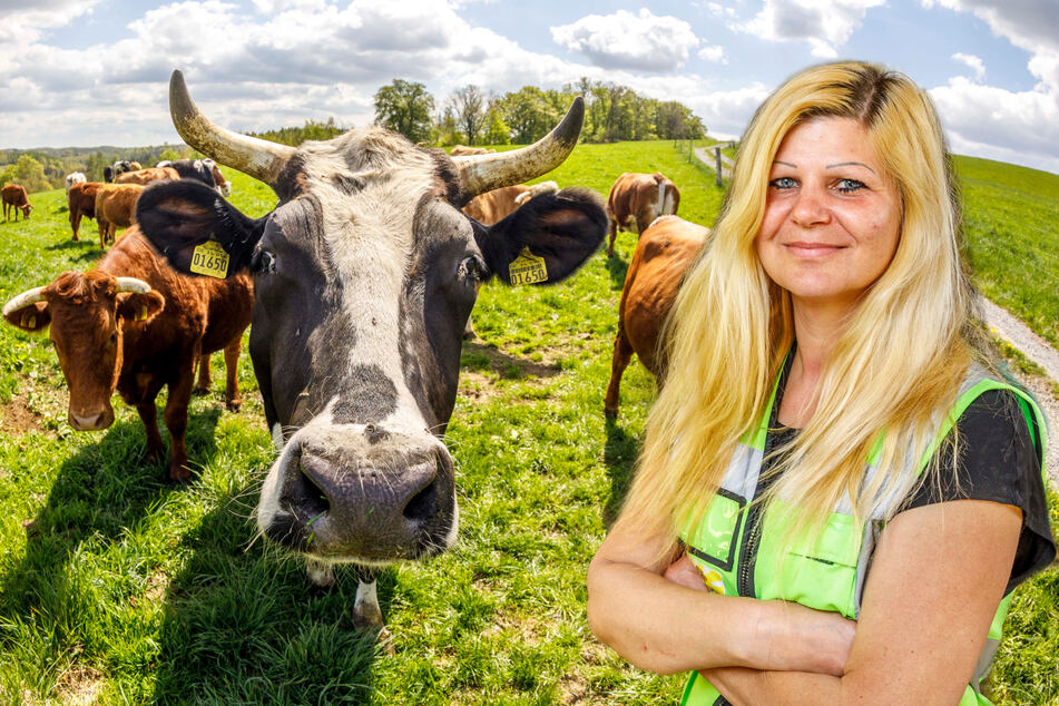 Sachsens Rinder-Retterin Conny Böttger (46) mit ihrer "Glücks-Herde" auf der neuen Weide bei Glashütte.