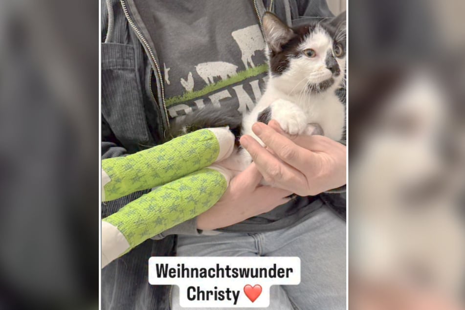 Im Tierheim Bergheim kümmert man sich seitdem regelmäßig um die kleine Maus.