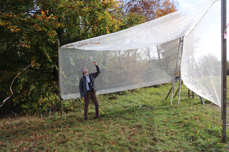 Das Randecker Maar im Oktober 2019: Ein Forscher steht an einem Insektennetz.