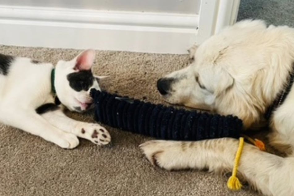 Kater Sid musste in der Vergangenheit viel erleiden.