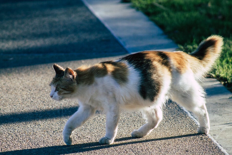 In der Wohngegend in Tulsa leben viele Streunerkatzen. (Symbolbild)