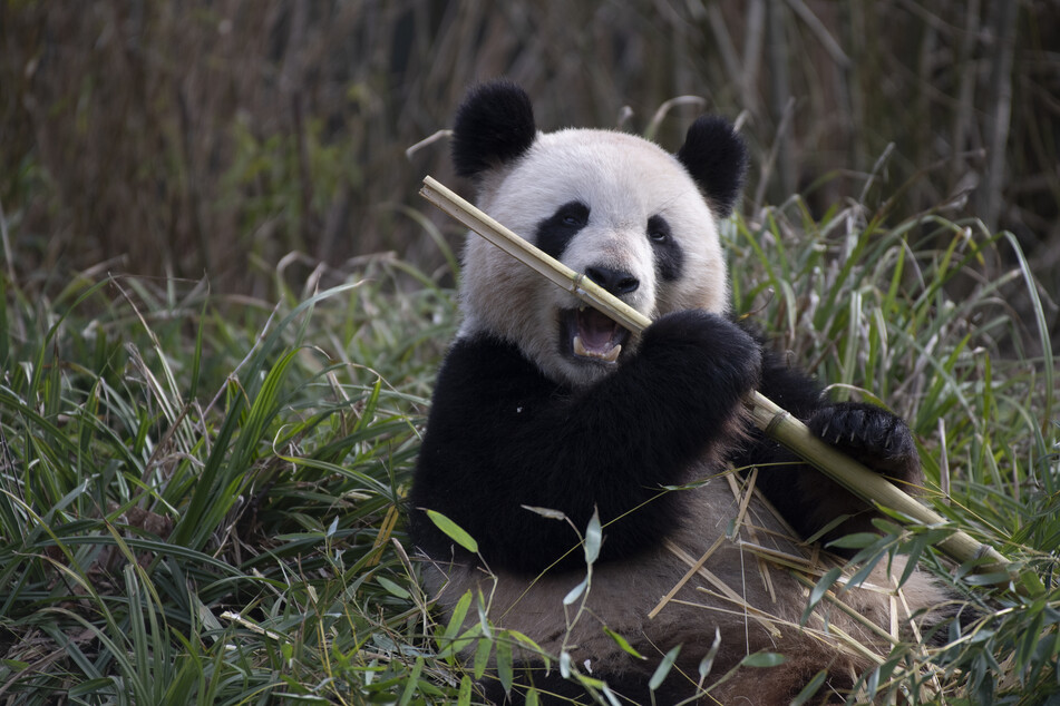 Panda-Dame Meng Meng (11) aus dem Zoo Berlin hat heute Geburtstag.