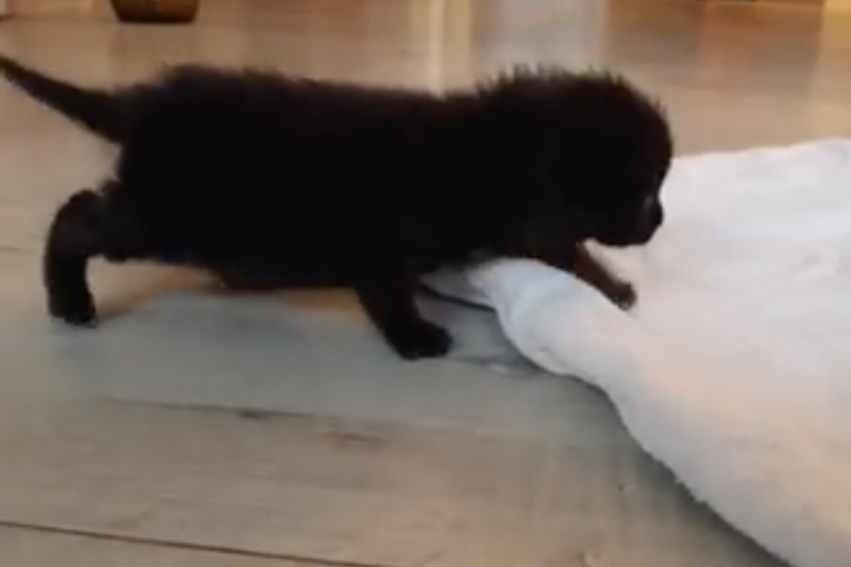 Das kleine Kitten "Murmel" sucht eine Familie.