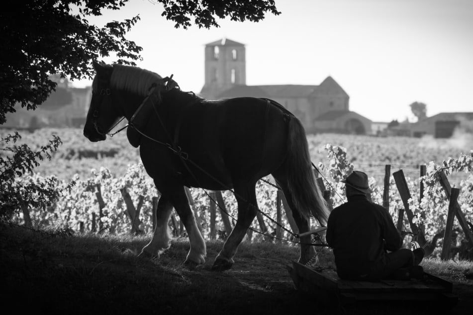 Horses used to be used on farms but, nowadays, they are mostly kept for recreation.