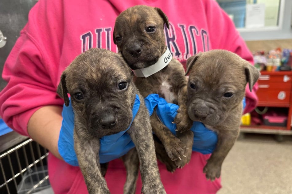 Nach wenigen Tagen schon ein ganzes Stück größer: Allen sechs Welpen geht es nun wieder gut.
