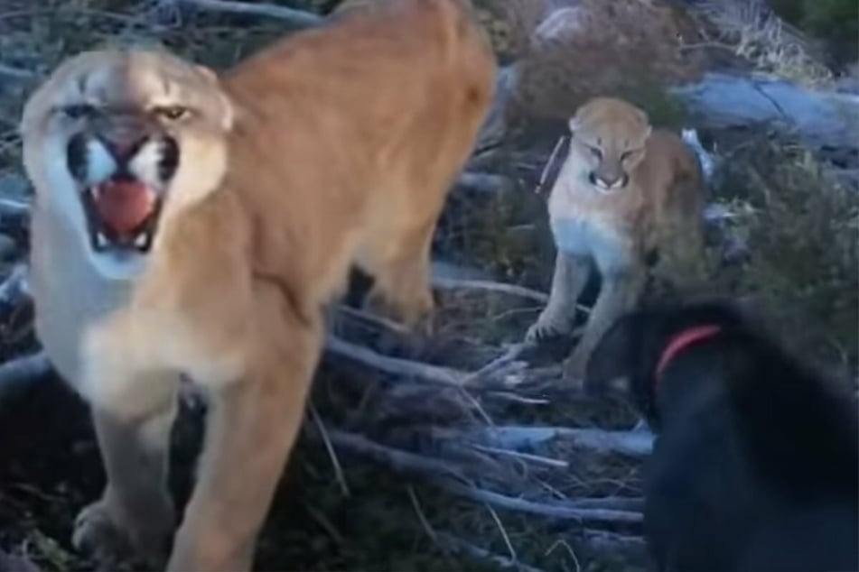 Man comes face to face with cougar, but then his dog steps in
