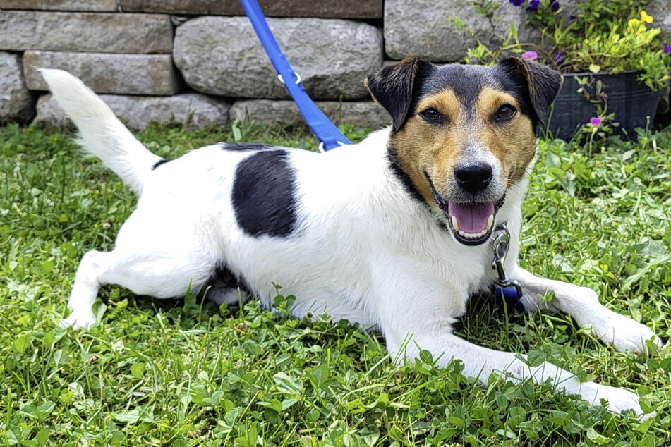 Charlie wurde angeschafft, weil sich die Kinder einen Hund gewünscht hatten. Jetzt ist der Jack-Russell-Mix im Tierheim gelandet.