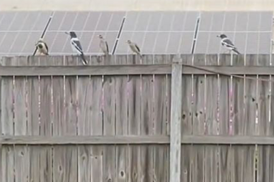Verschiedene Vögel tauchten plötzlich auf dem Zaun von Holly Connors auf und machten Krach.