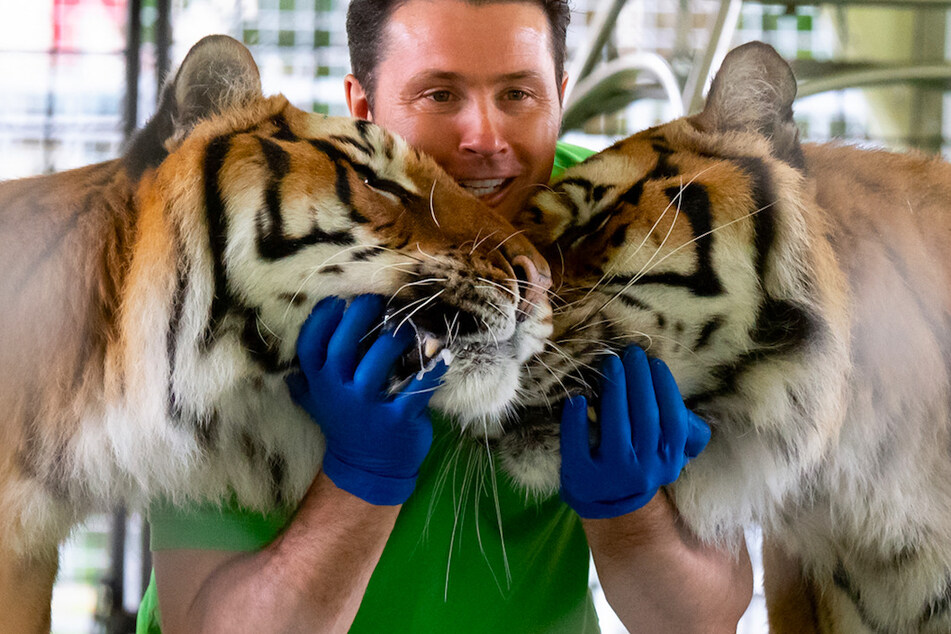 Alexander Lacey trainiert bei einem Presserundgang auf dem Gelände der Circus Krone Farm Tiger in ihrem Gehege.