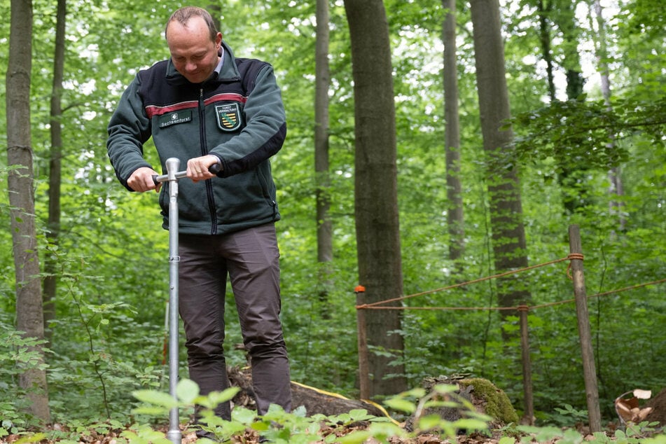 Wolfram Günther (48, Grüne) sorgt sich um den Zustand der Waldböden.