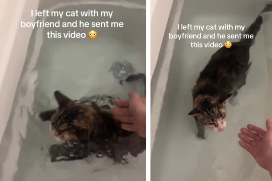 A cat owner left her beloved pet in the care of her boyfriend. When he wanted to bathe the pet, she was astonished to see the cat's reaction!