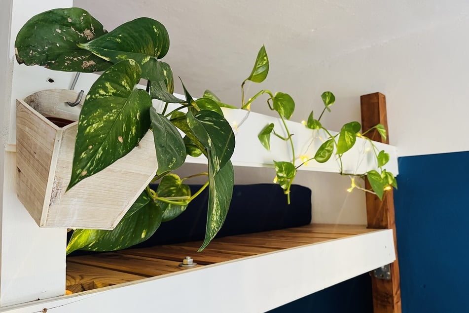 Rankende Zimmerpflanzen sind eine perfekte, dekorative Ergänzung in den eigenen vier Wänden.