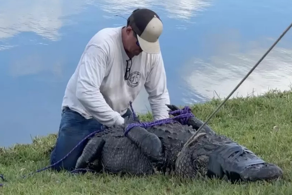 Professionelle Tierfänger brachten den Killer-Alligator zur Strecke.