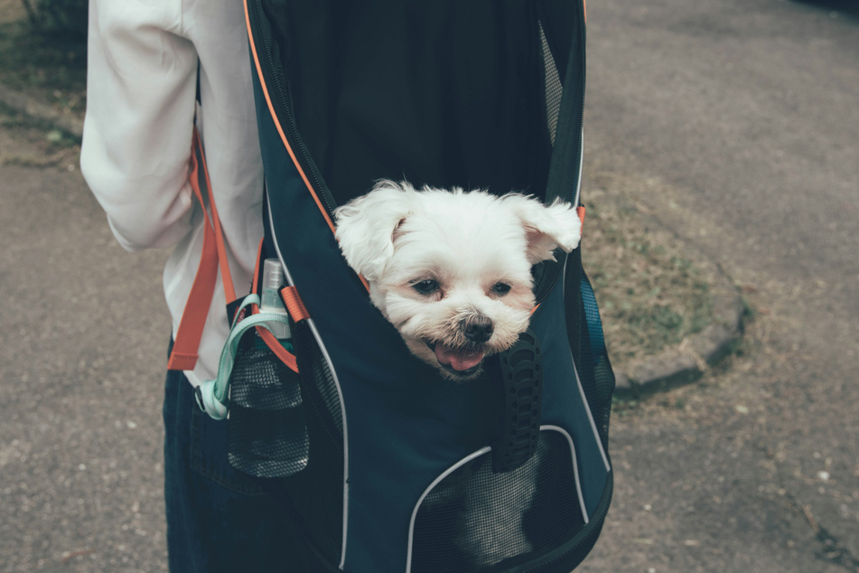 Maltese dogs like to go out and about, but only if they're carried around.
