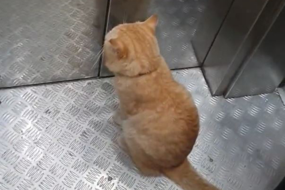 Im Fahrstuhl scheint Kater Ginger sein Ziel klar vor Augen zu haben.