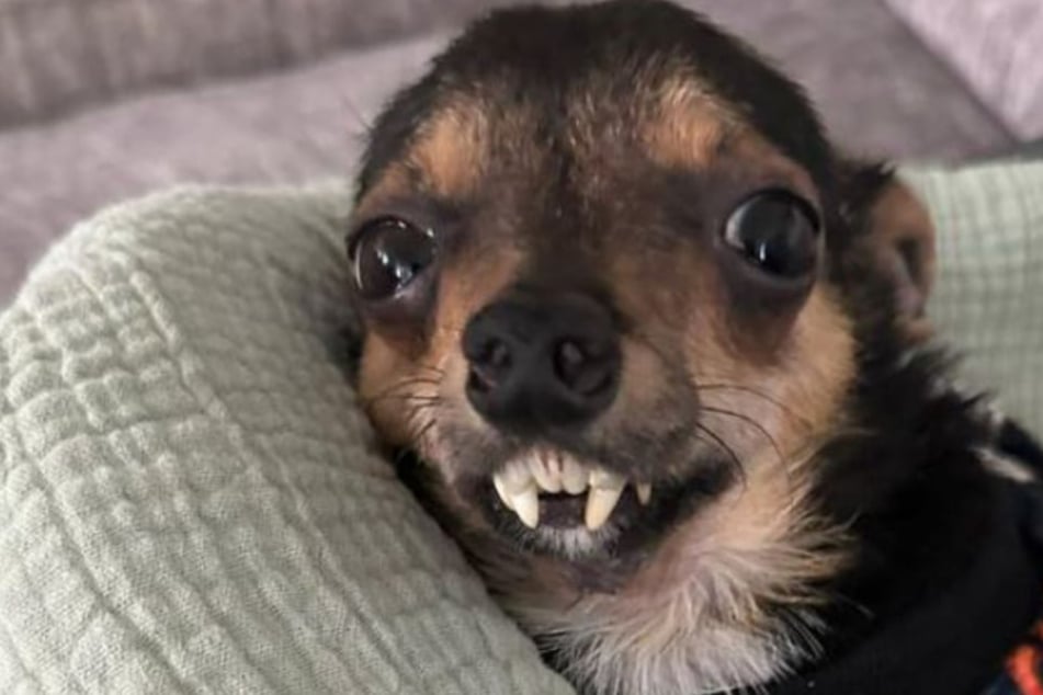 Rescue dog with a vampire-like grin captures hearts on TikTok