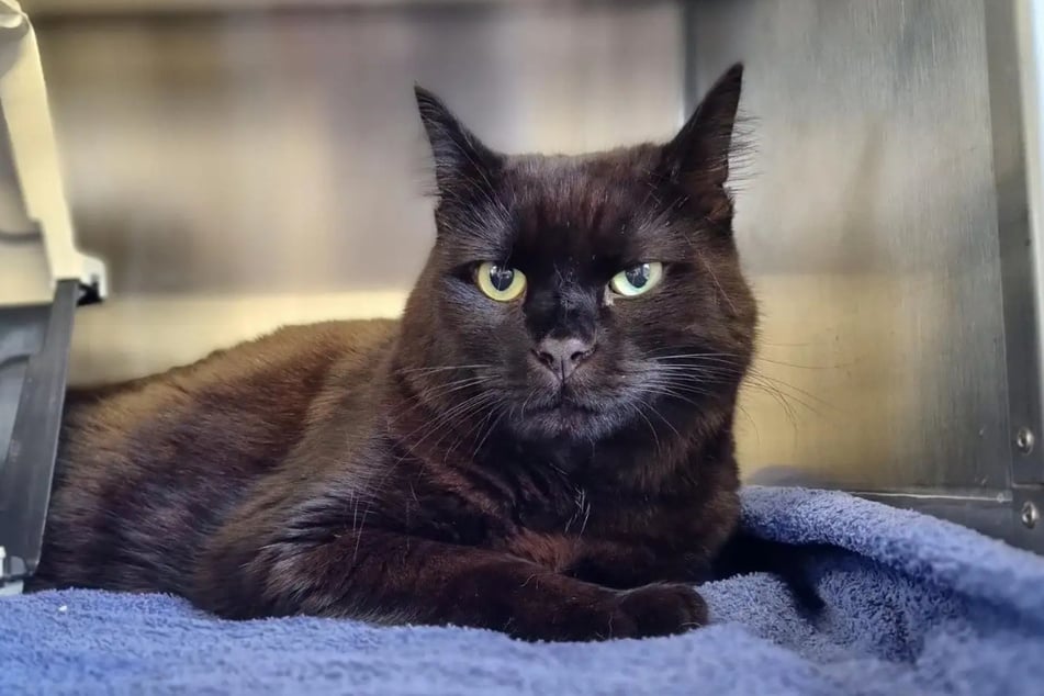 Gizmo aporta armonía a su entorno con su serenidad.