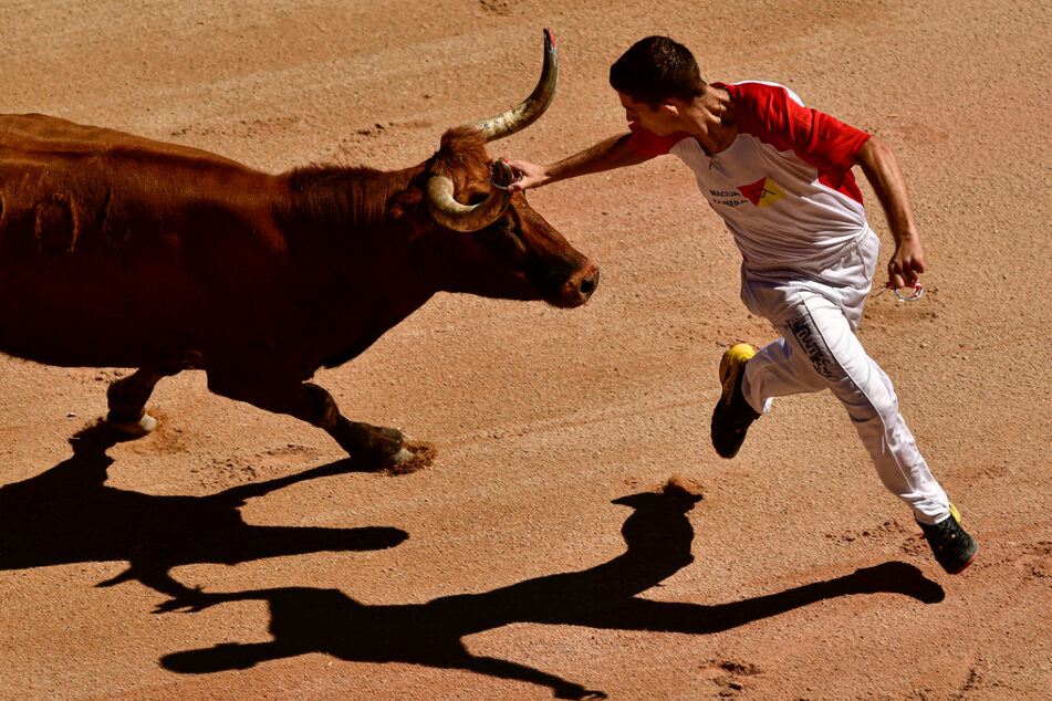 Ein Torero setzt in der Stierkampfarena einen Ring auf das Horn eines Stieres.