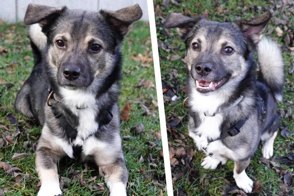 Herkules sucht ein neues Zuhause.