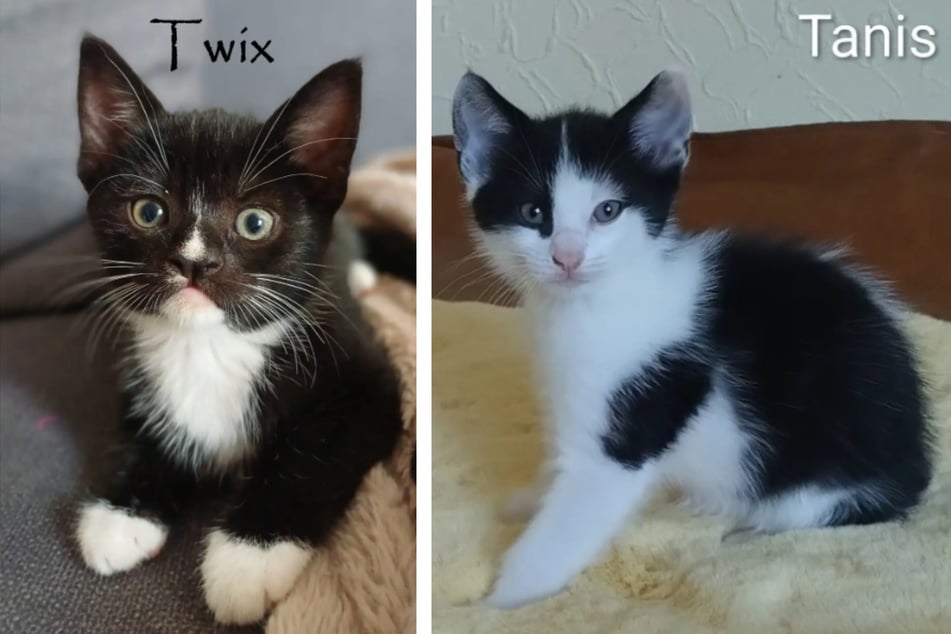 Twix und Tanis wünschen sich ein Zuhause mit vielen Beschäftigungsmöglichkeiten.