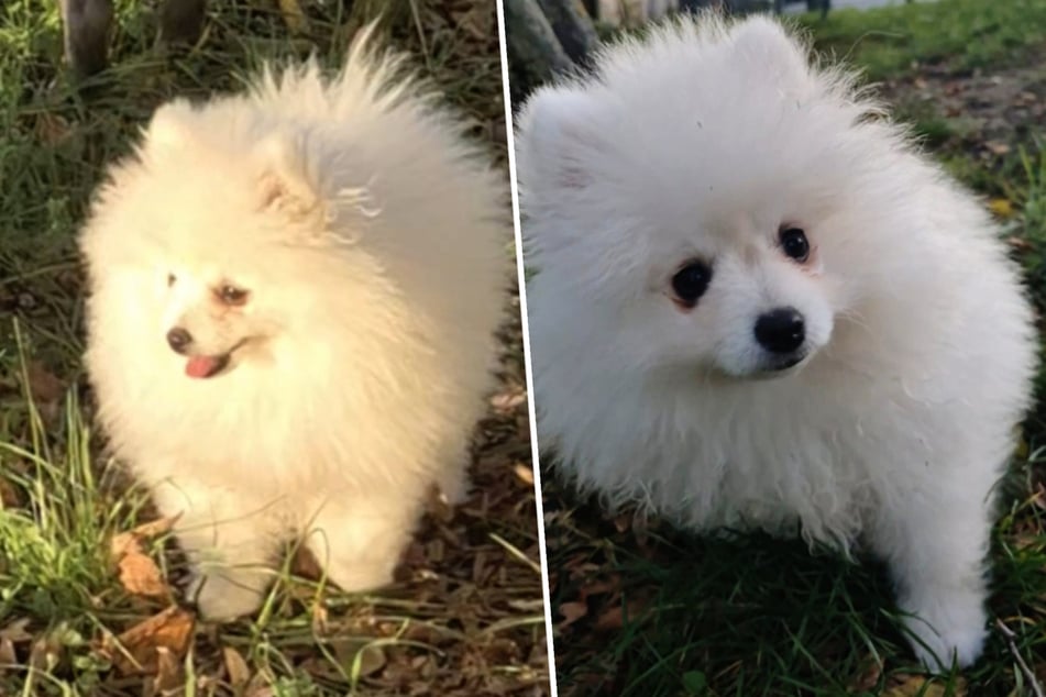 Niedlicher geht nicht: Pomeranian-Welpe Max sucht Menschen, die ihm alles fürs Leben beibringen