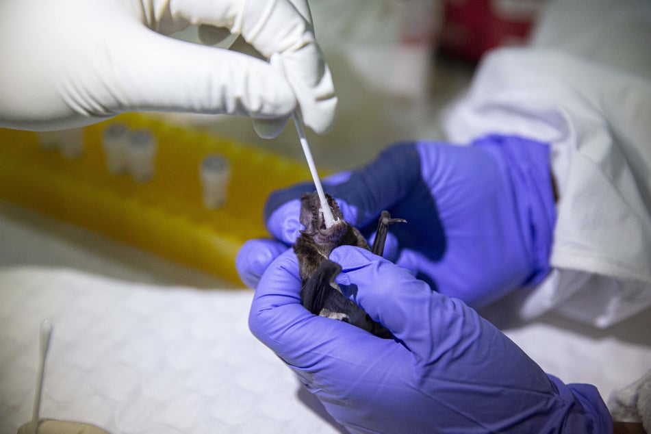 Researchers take a saliva sample from a bat they caught, at a makeshift lab in Thailand, December 2020.