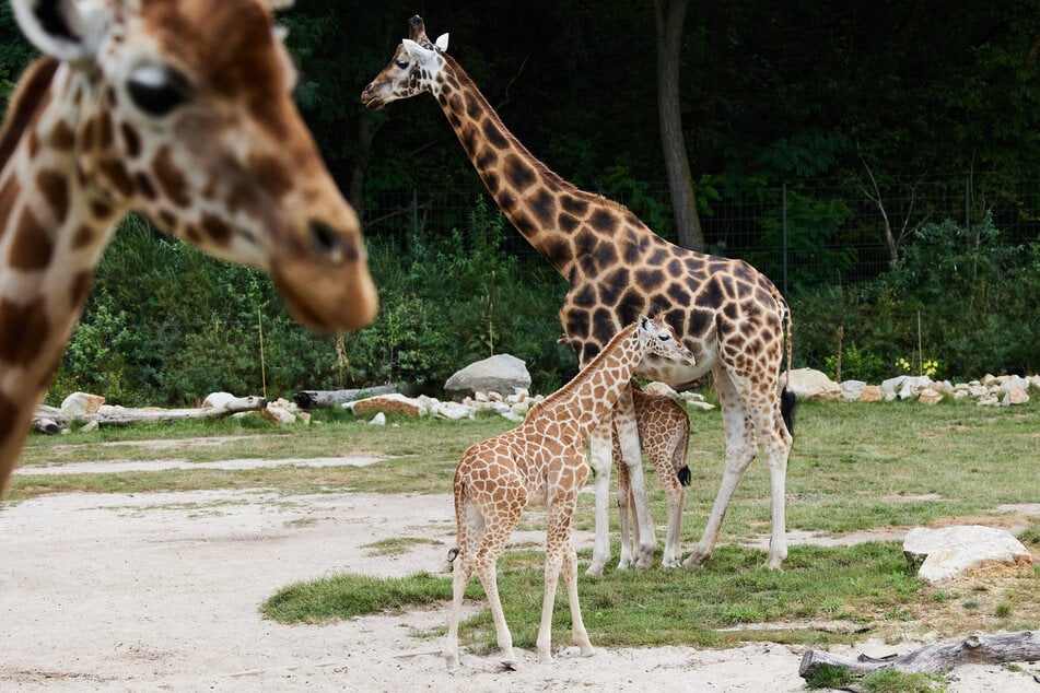 Das wenige Tage alte Giraffenbaby von Mutter Amalka konnte wegen einer angeborenen Gelenkentzündung nicht überleben. (Archivfoto)