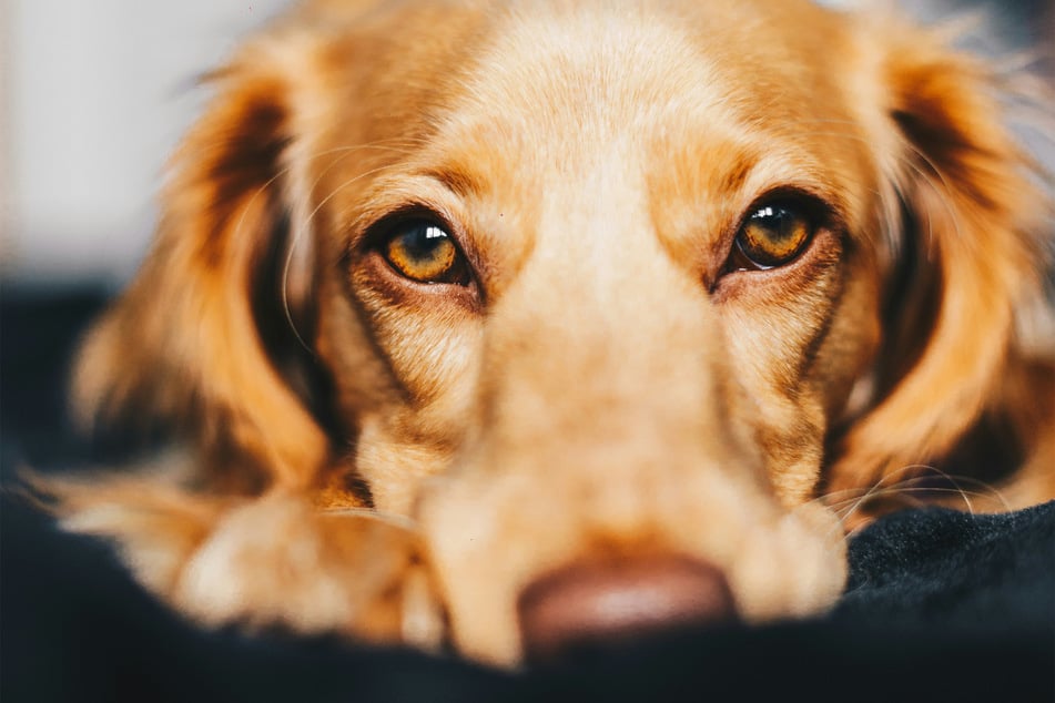 Are there any drugs that you can give your dog to relieve pain?
