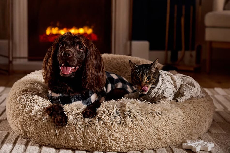 These deals at Chewy are un-fur-gettable