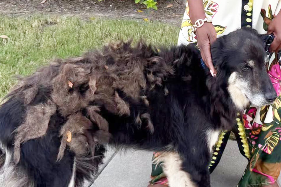 Hund taucht nach sieben Jahren wieder auf: Reaktion seiner Familie hat es in sich