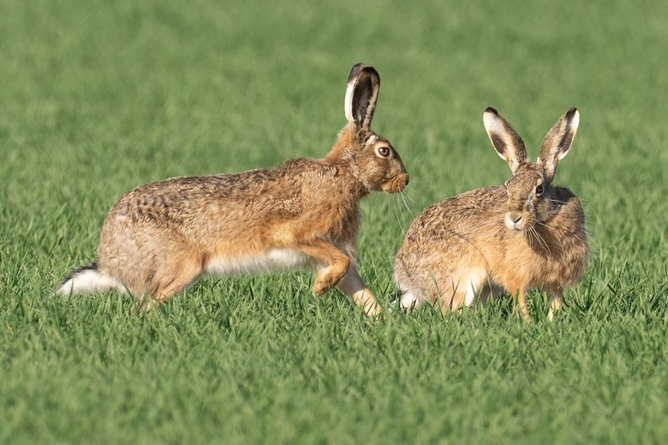 In der Kölner Bucht und der Soester Börde fühlen sich Feldhasen besonders wohl. (Symbolbild)