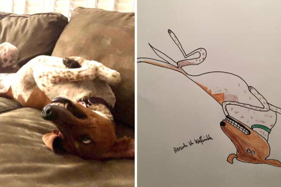 Über Geschmack lässt sich bekanntlich streiten. Doch der Großteil der Facebook-User scheint Phil Heckels Zeichnungen, wie diese von einem Hund, einfach zu lieben.