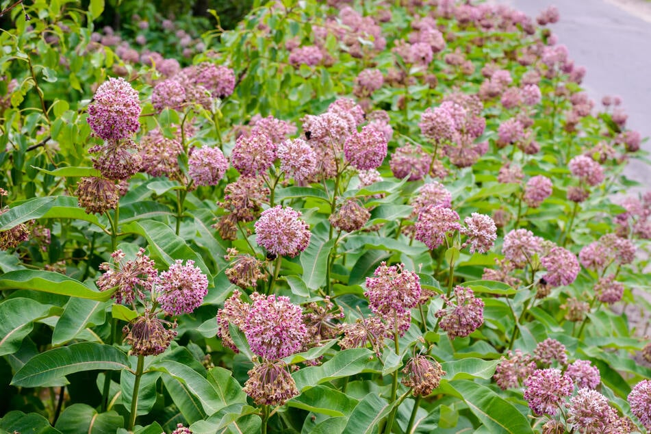 Papageienpflanze im Garten? Darum ist die Seidenpflanze jetzt verboten