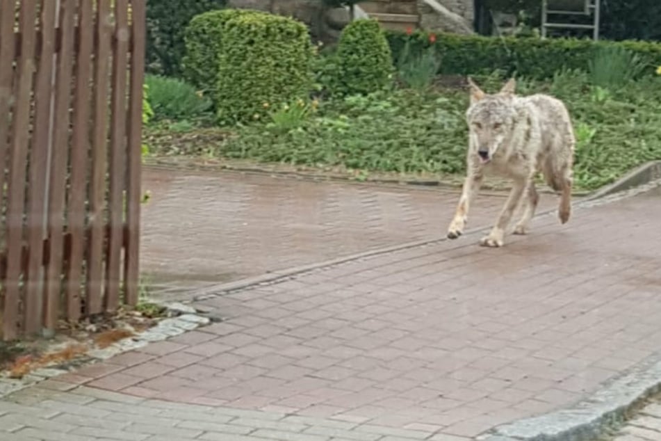 Hier läuft ein Wolf mitten durch Crimmitschau