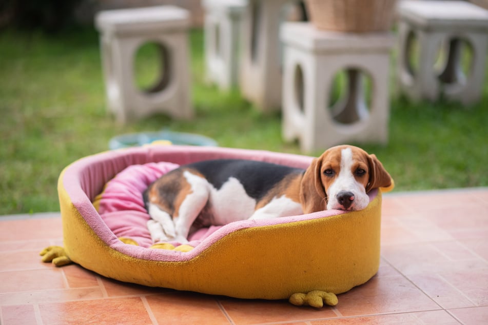 Man muss ein Hundebett regelmäßig waschen.