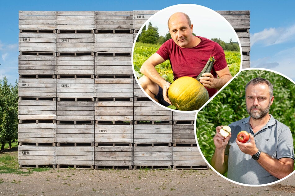 Traurige Ernte: Eine einzige eiskalte Nacht bringt Sachsens Obstbauern zum Verzweifeln