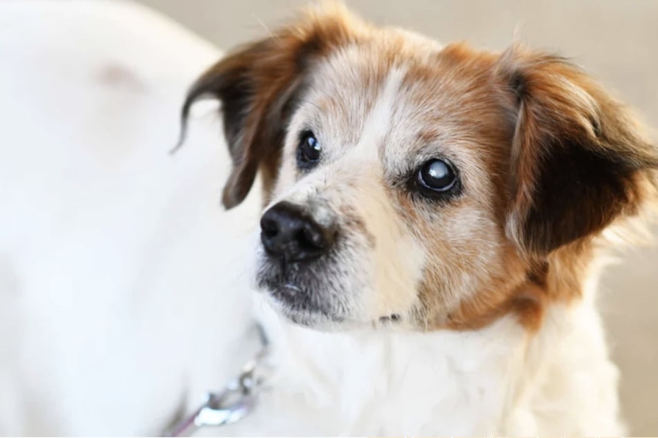 Seit etwa einem Monat lebt Hund Toby (14) im Berliner Tierheim.